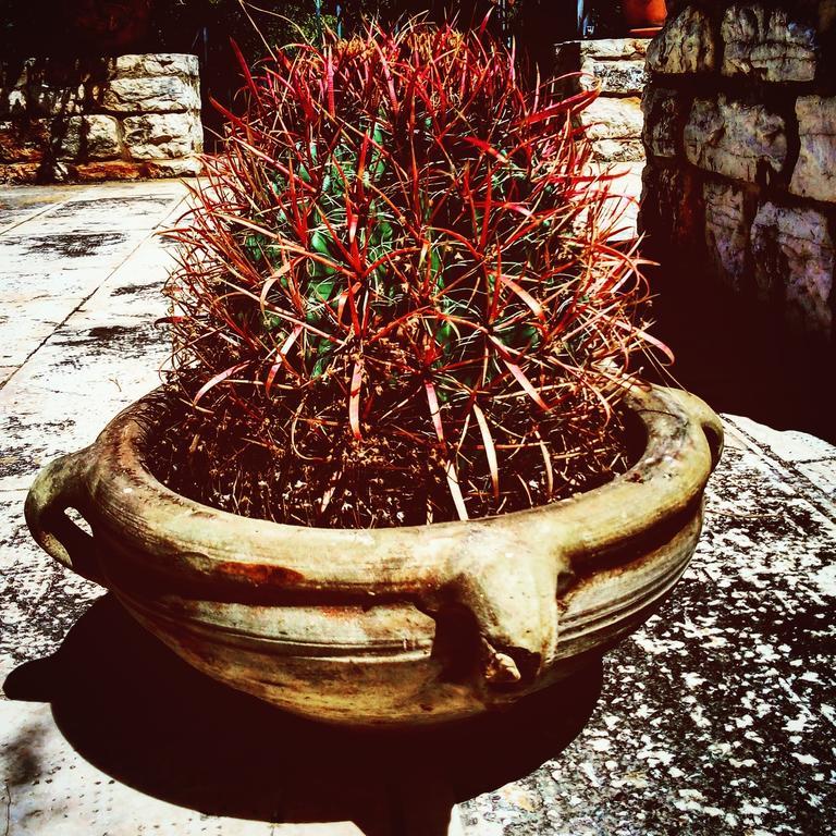 Poggio Di Mare Bed and Breakfast Castelluzzo Buitenkant foto